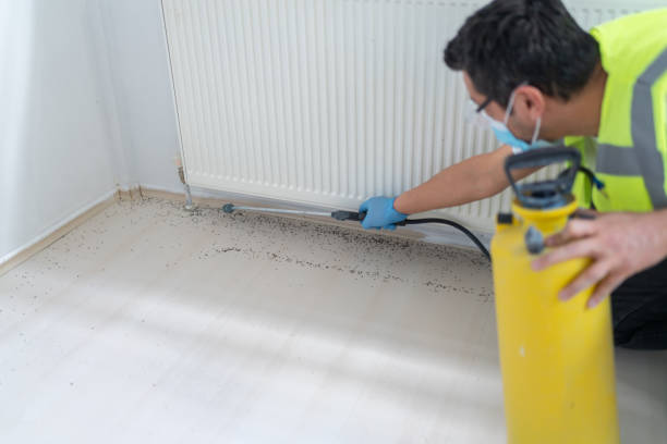 Best Termite Control Services  in La Honda, CA